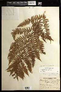 Athyrium asplenioides var. cyclosorum image