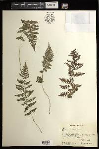 Athyrium dombeyi image