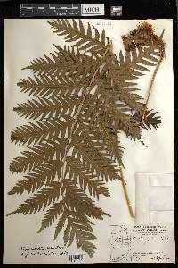 Woodwardia spinulosa image