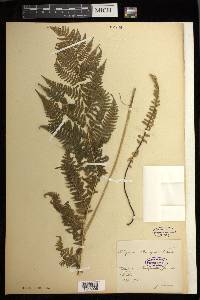 Athyrium bourgaei image