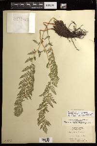 Athyrium americanum image