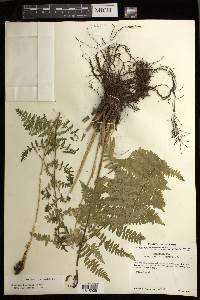 Athyrium bourgaei image