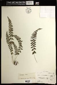 Athyrium micropterum image