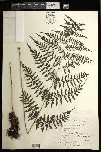 Athyrium iseanum image