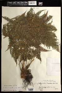 Athyrium yokoscense image