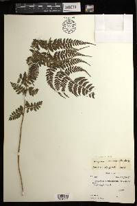 Athyrium puncticaule image