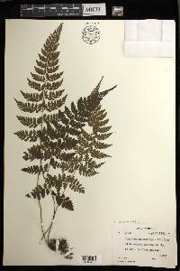 Athyrium puncticaule image