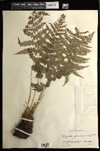 Athyrium yokoscense image