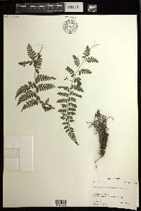 Athyrium puncticaule image