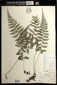 Athyrium puncticaule image