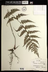 Athyrium mackinnoniorum image