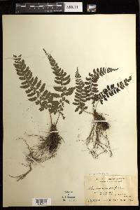 Athyrium puncticaule image