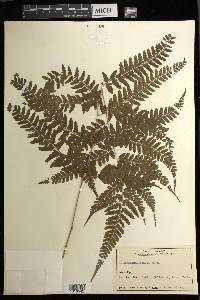 Athyrium vidalii image