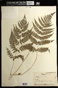 Athyrium vidalii image