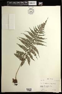 Athyrium foliolosum image