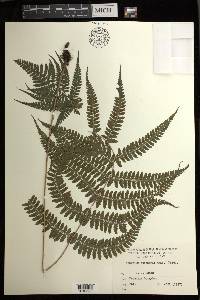 Athyrium otophorum image