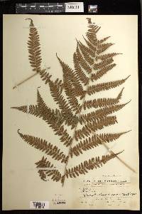 Athyrium otophorum image