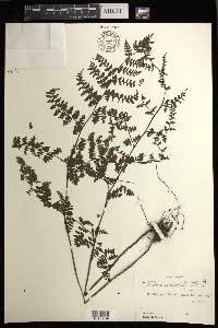 Athyrium foliolosum image