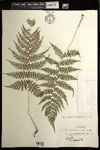 Athyrium yokoscense image