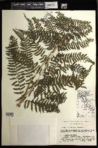 Athyrium rubripes image