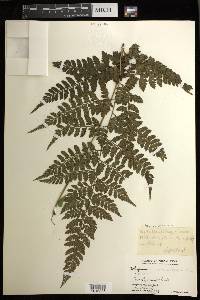 Athyrium puncticaule image