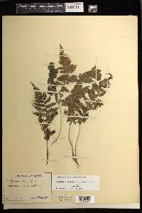 Athyrium yokoscense image