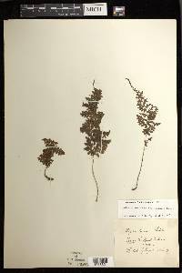 Athyrium yokoscense image