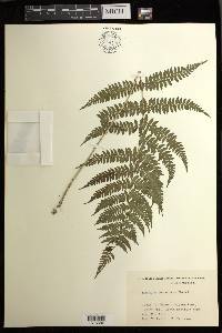 Athyrium yokoscense image