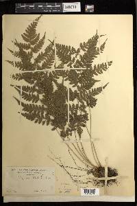 Athyrium wardii image