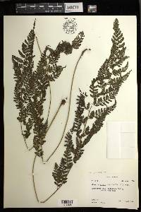 Athyrium puncticaule image