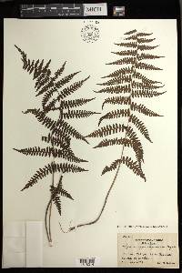 Athyrium oppositipennum image