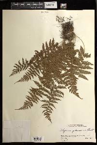 Athyrium yokoscense image