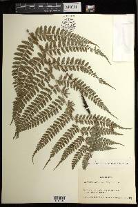 Athyrium otophorum image