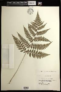 Athyrium pinetorum image
