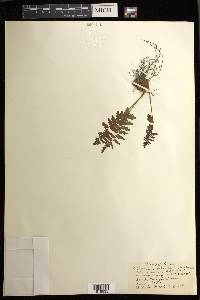 Athyrium yokoscense image