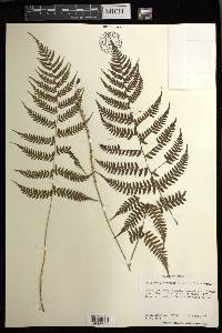 Athyrium yokoscense image