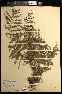 Athyrium yokoscense image