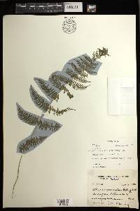 Athyrium pectinatum image