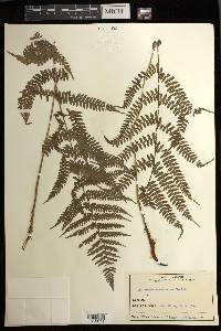 Athyrium yokoscense image