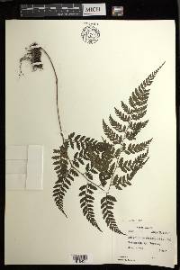 Athyrium puncticaule image