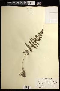 Athyrium pectinatum image