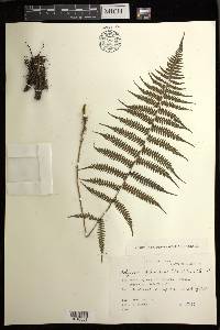 Athyrium yokoscense image