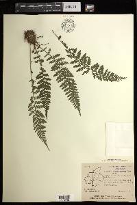 Athyrium hohenackerianum image