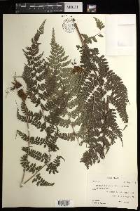 Athyrium foliolosum image