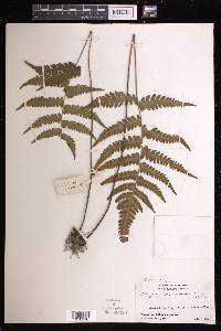 Deparia japonica image