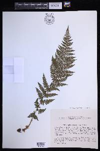 Pseudathyrium alpestre image