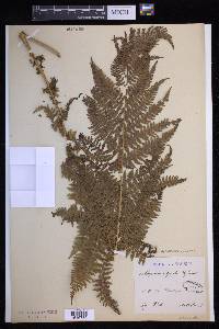 Pseudathyrium alpestre image
