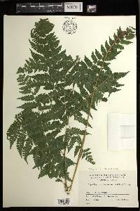 Deparia okuboana image