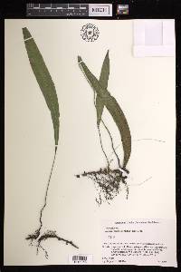 Deparia lancea image