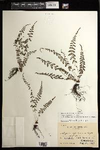 Athyrium palustre image